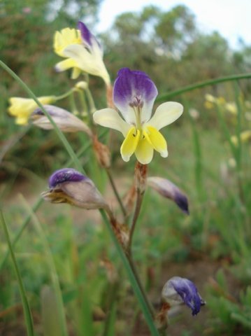 Sparaxis villosa